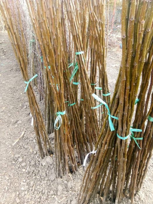 Vand pomi fructiferi columnari si normali ,vita de vie