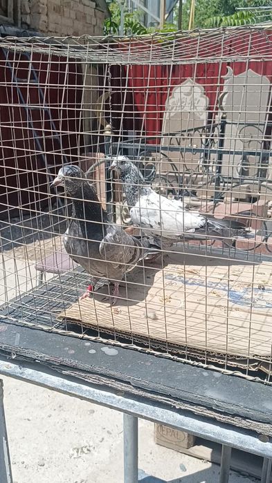 Голуби пакистанцы пискуны