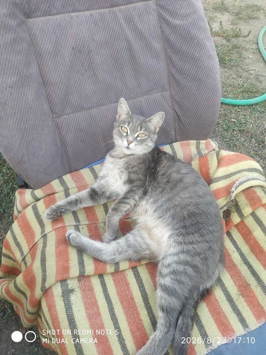 Отдам бесплатно котят