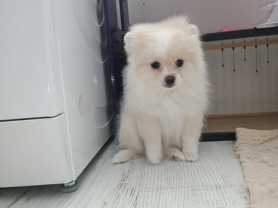 Померан момиче !!!