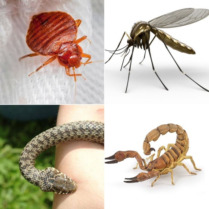 Дезинфексия хизмати Dezinseksiya dizinfeksiya dezinfeksiya дезинфекции