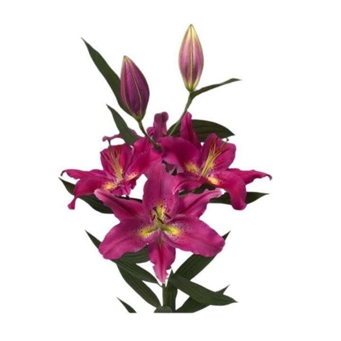 Bulbi de crniii super pret 3 lei