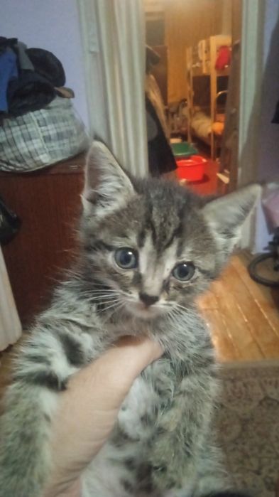 Отдаю бесплатно котят