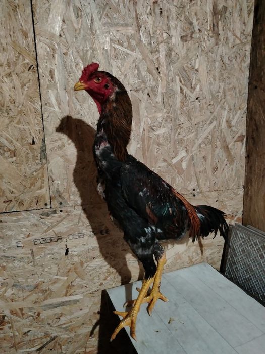 Продам Дакана золотой