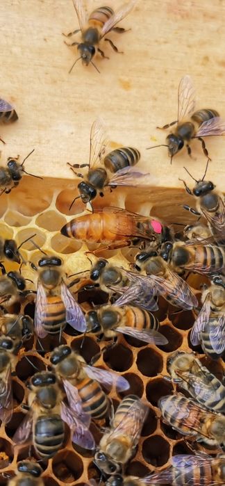 Mătci Buckfast 5+1gratis.(Material genetic din Danemarca)