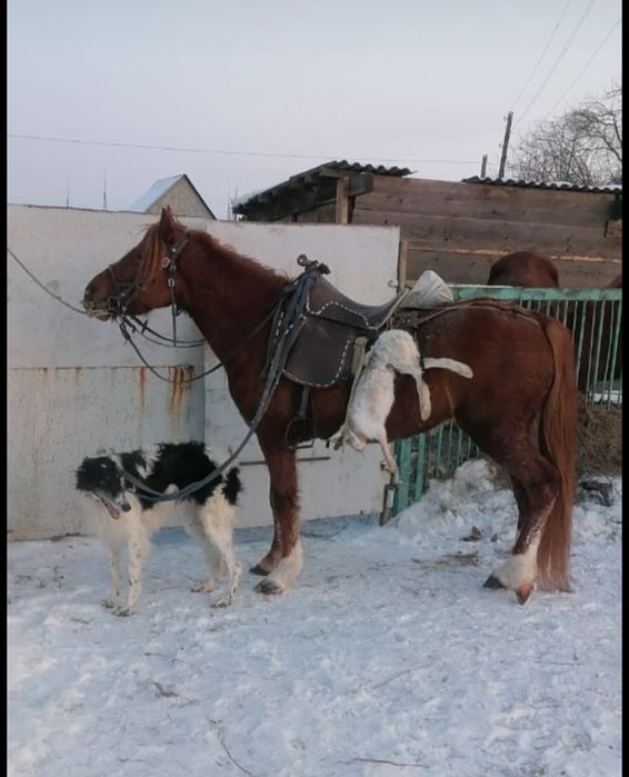 Продам русская Борза