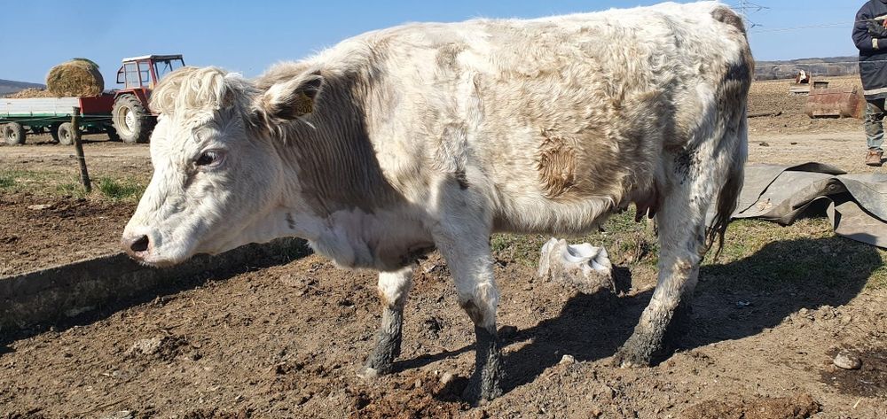 Vând vacă la a doua fătare
