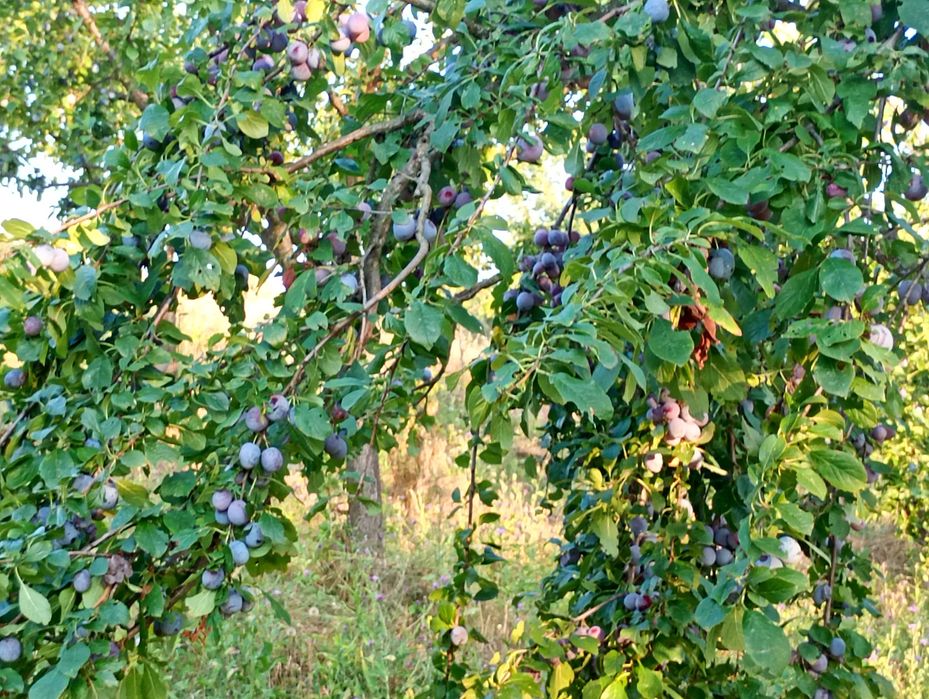 Vând urgent prune!