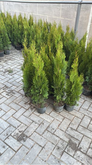 Туя смарагд европейские