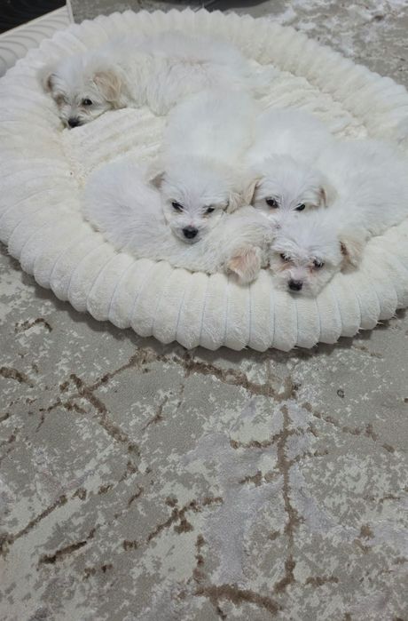 Vând bichon maltez 8 sap