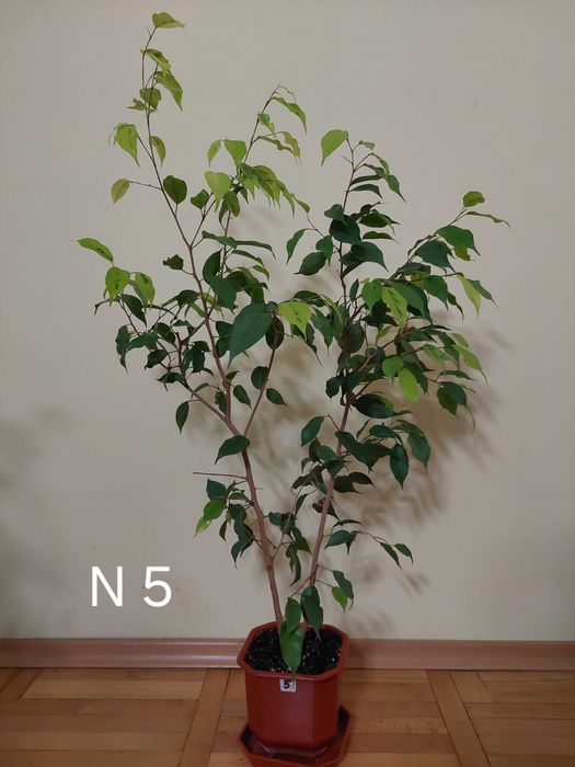 Продавам фикуси бенджамин 25-65 лв.