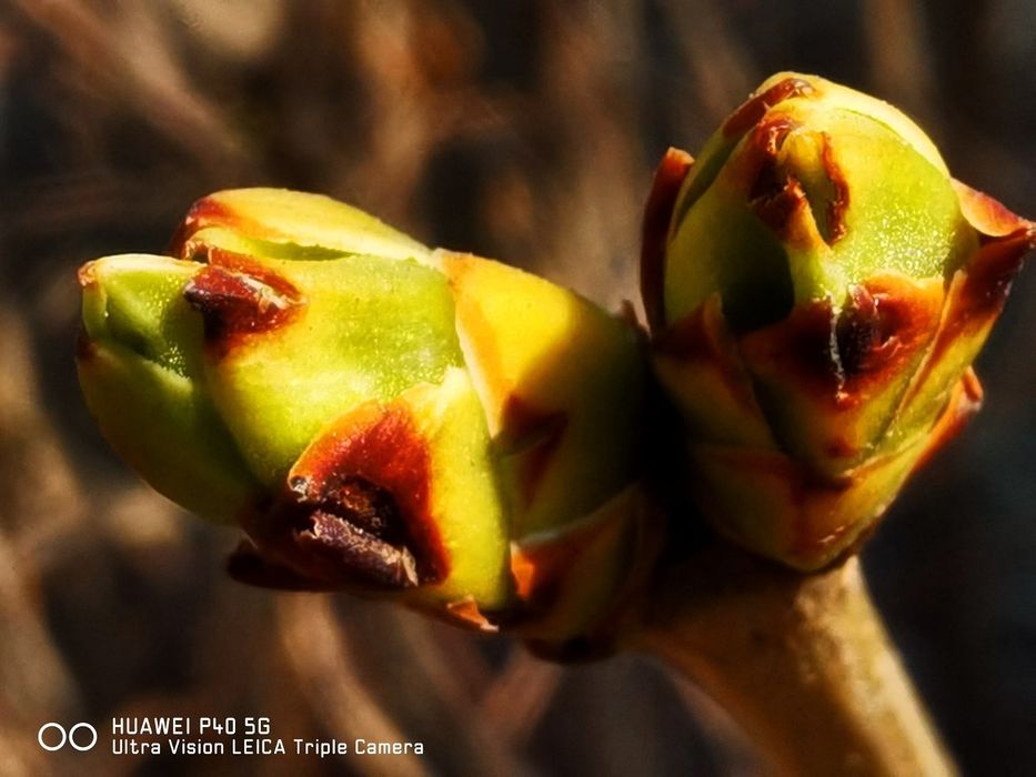 Huawei p40 8/128 обмен