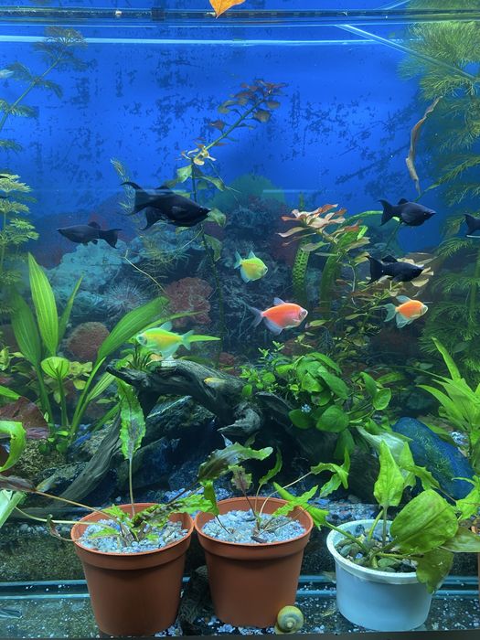 Аквариумные растения для вашего аквариума