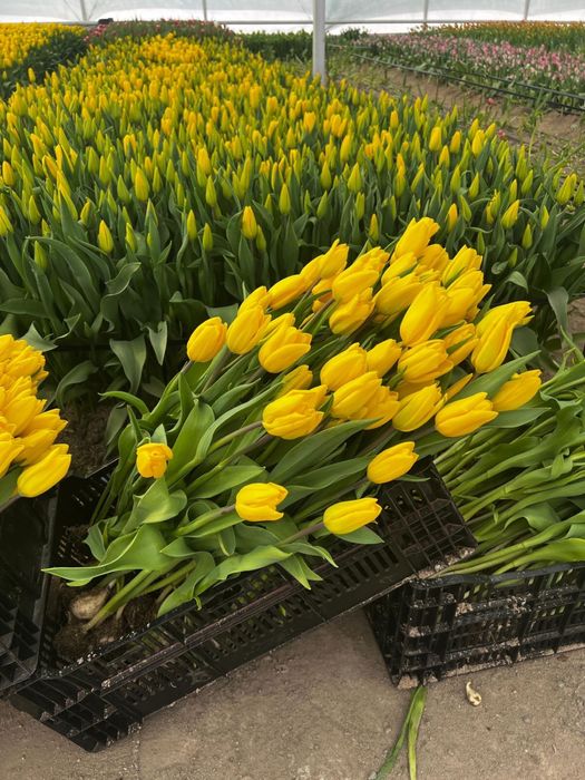 Тюльпаны Астана,доставка бесплатная!