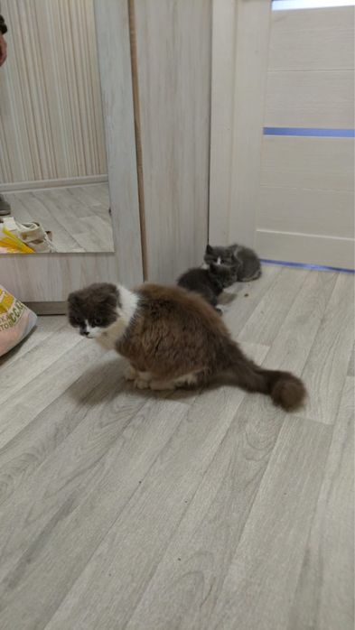 Отдам котят в добрые руки