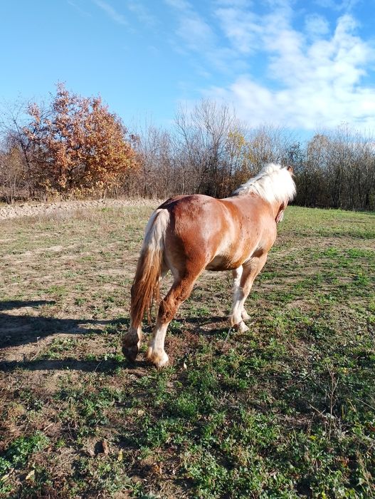 Mânz de un an jumate