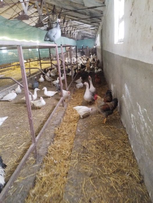 Vând rațe mute albe