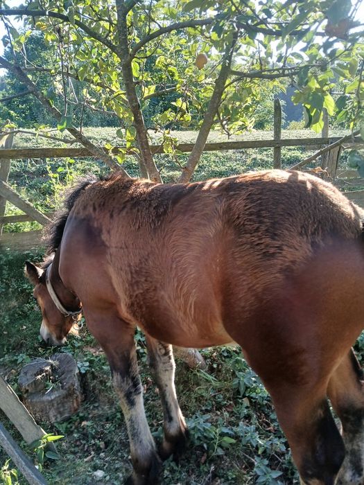 Vând mânz murg de 4 luni jumatate