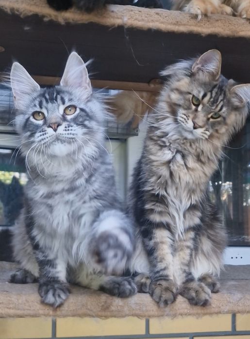 Мейн-куны котята мальчики из питомника.