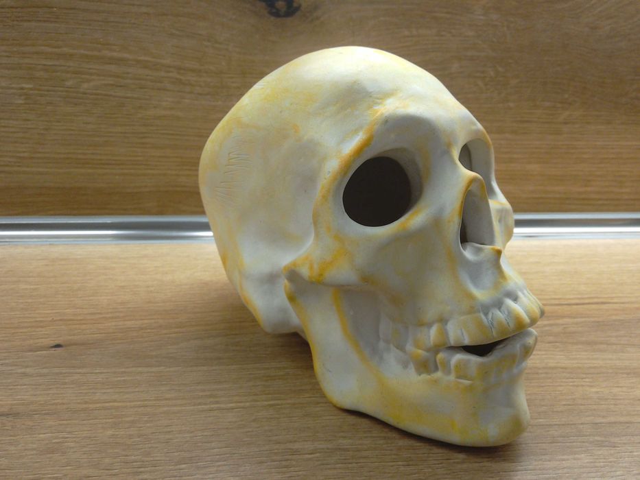 Гипсов череп - отлично запазен