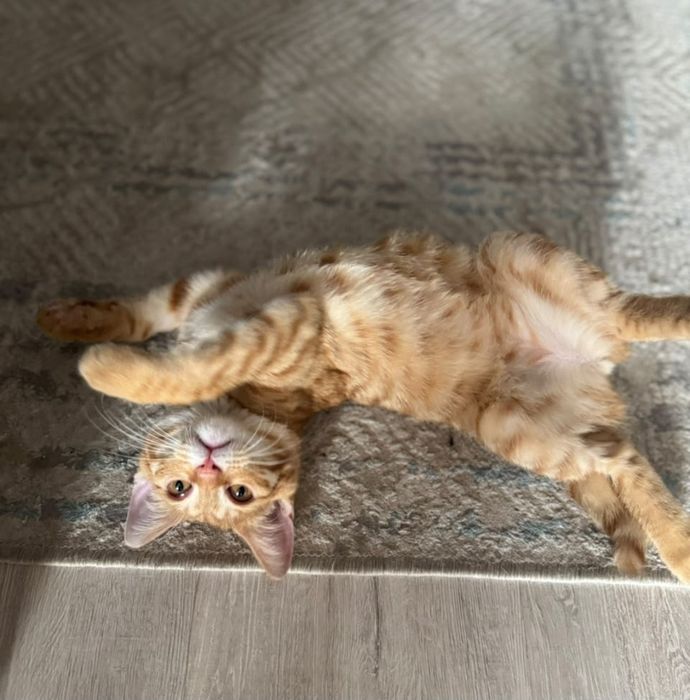 Ищет дом котёнок, девочка, 3 мес.