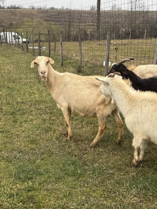 Capre gestante de vanzare