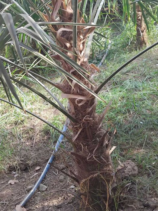 Трёхкорпус акция нархларида сотилади