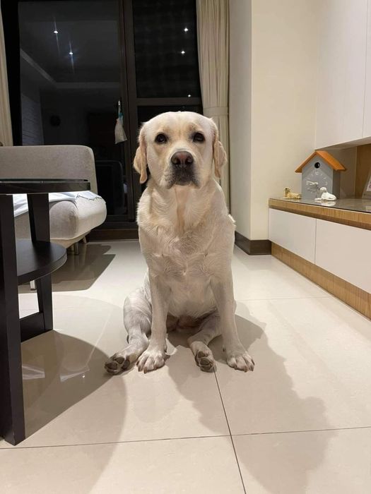 продам щенков лабрадора