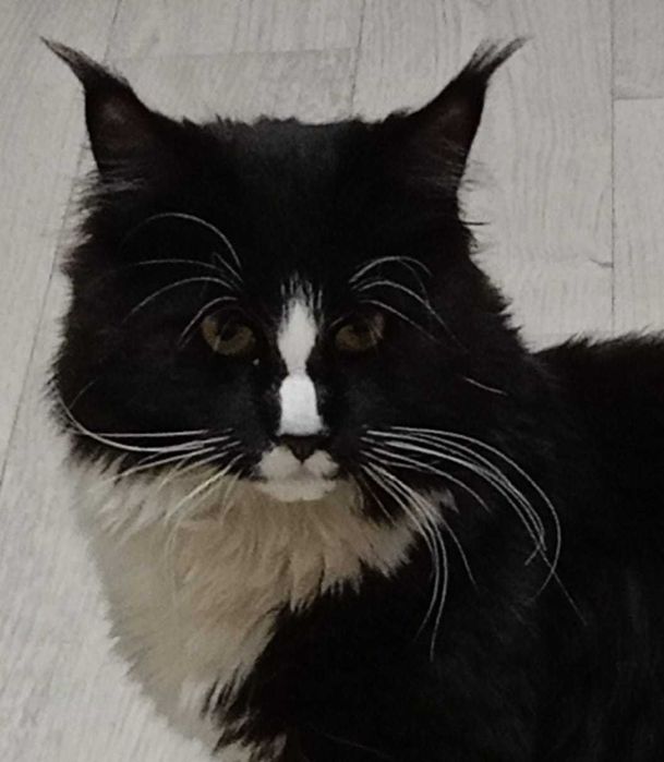 Пропал домашний кот