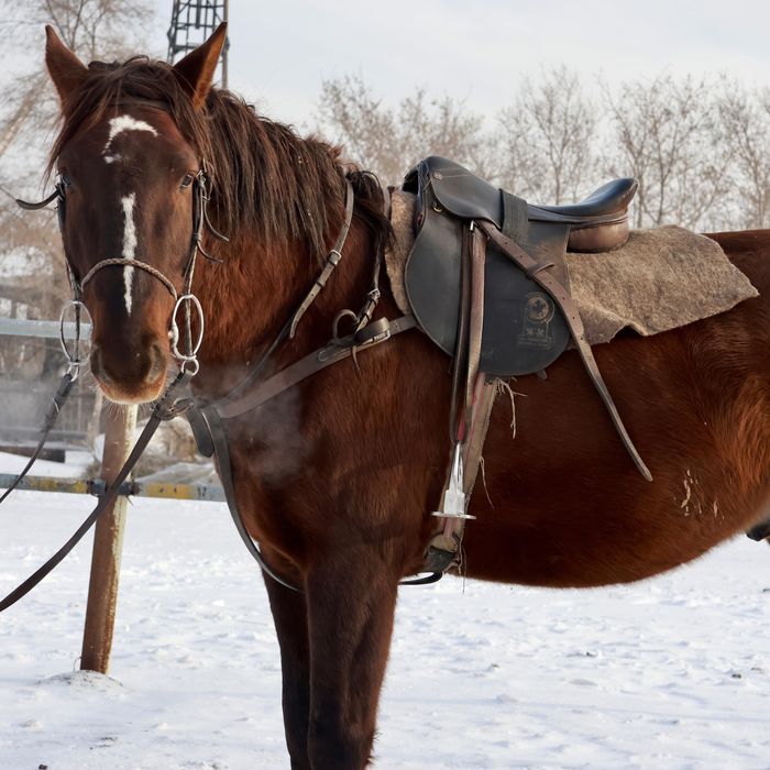 Жеребец в табун и под седло