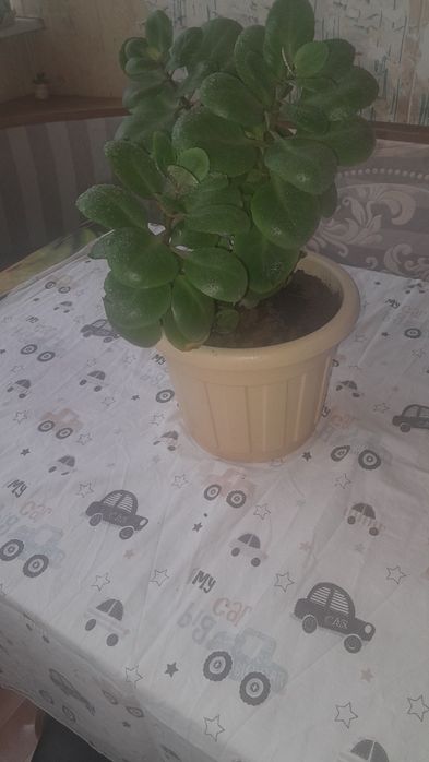 Комнатные цветы недорого