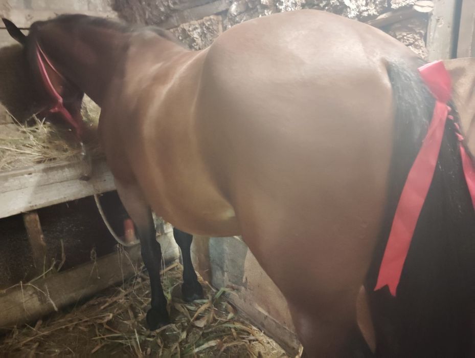 Cal de vânzare 6 ani sunt de acord pentru ori ce proba preț 80 mil