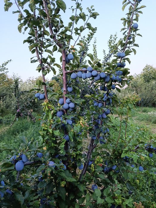 Prune de masă și țuică