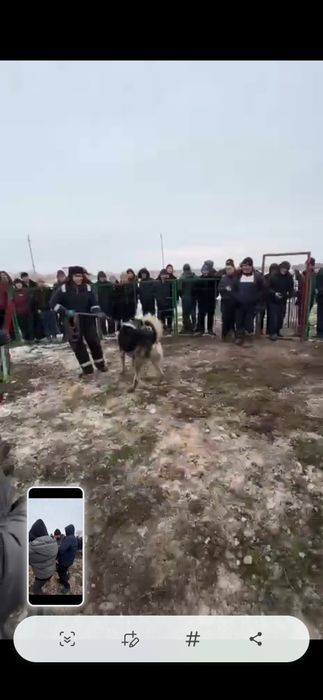 Шенок илитных кровей