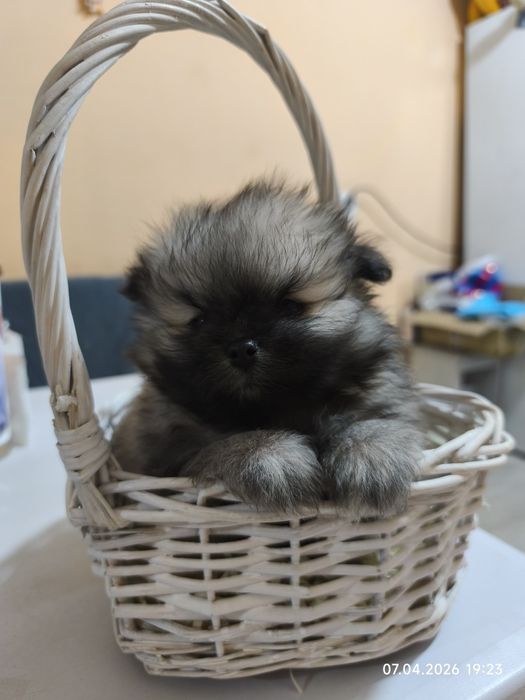 Продам щенков шпица