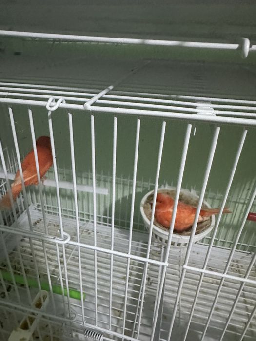 Canari diverse culori masculi/femele