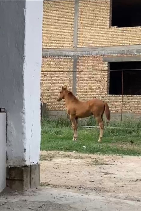 Продается жеребёнок