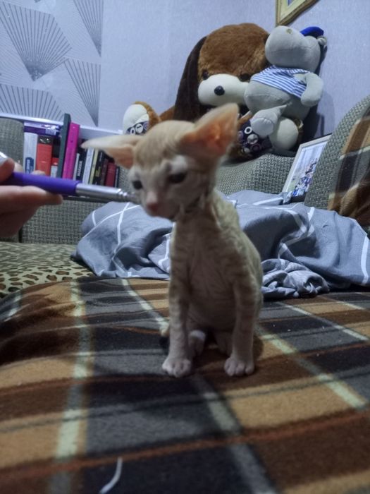 Продам котёнка сфинкс бращ