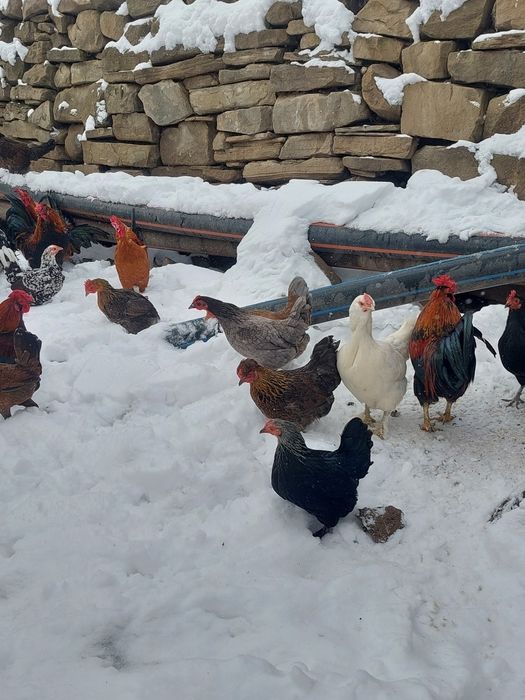 Vand iepuri diferite rase și găinușe de talie mică