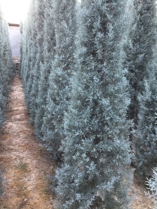 Arizoniskiy Kiparis Archa