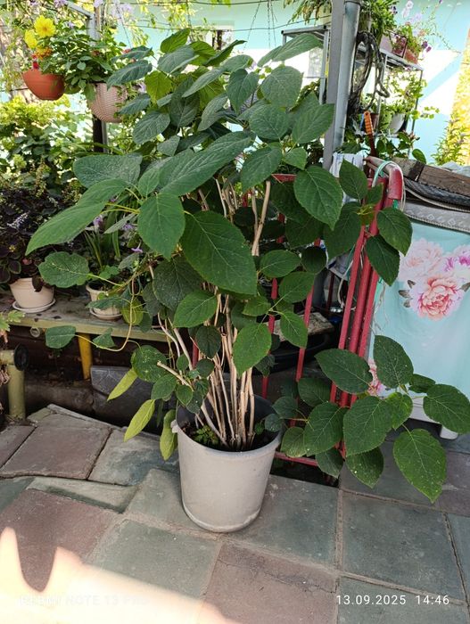 Продам комнатные цветы