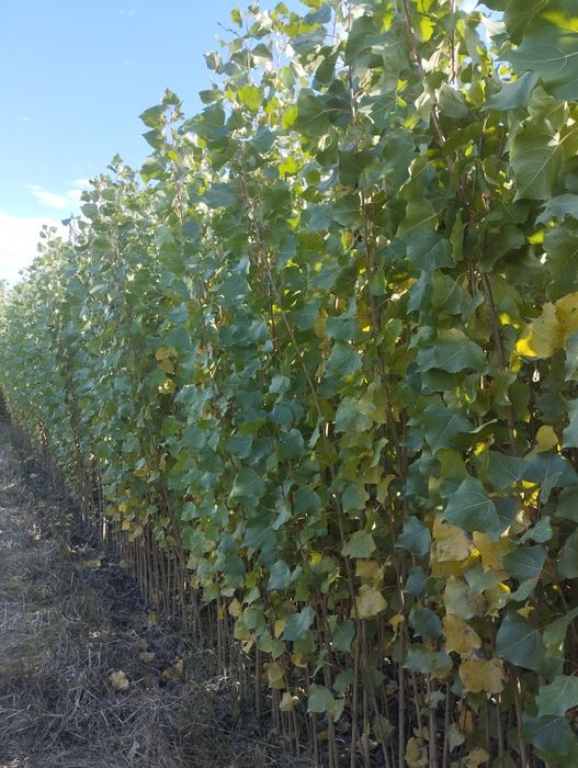 Terak kochat cheklanmagan miqdorda