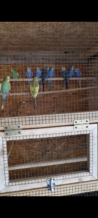 Papagali,perusi,nimfe,agapornis