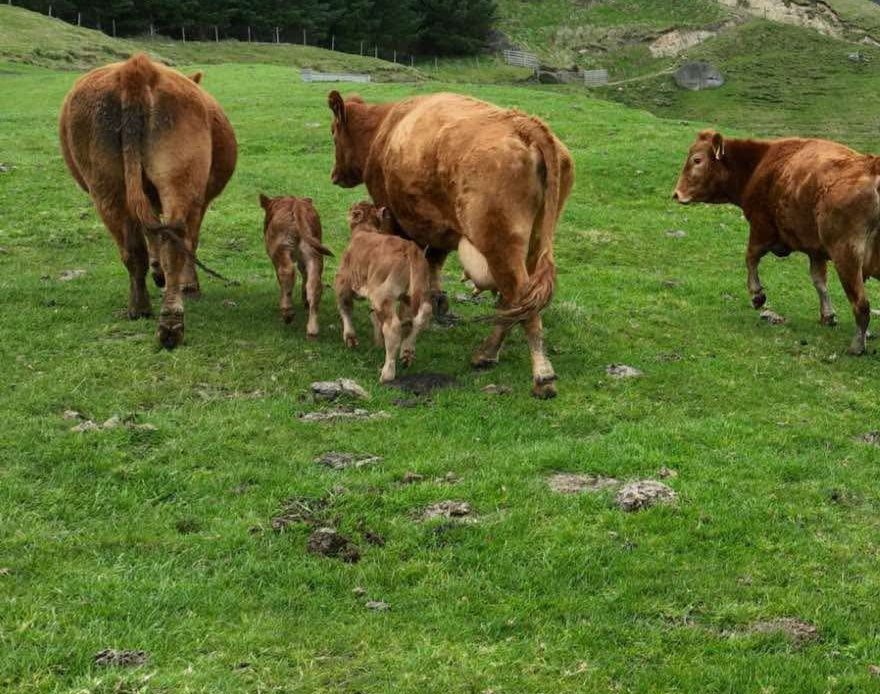 Домашно краве сирене и кашкавал