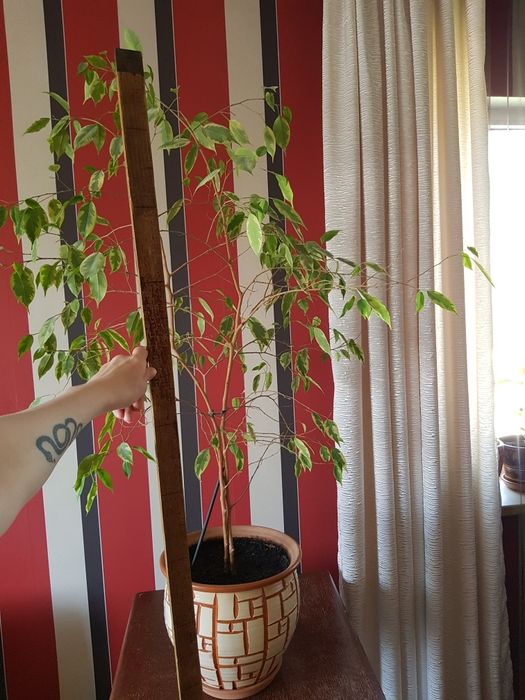 Фикус Бенджамина