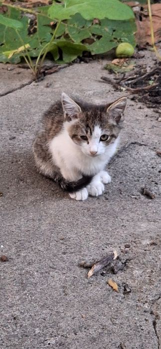 отдам Котёнка 2 месяца