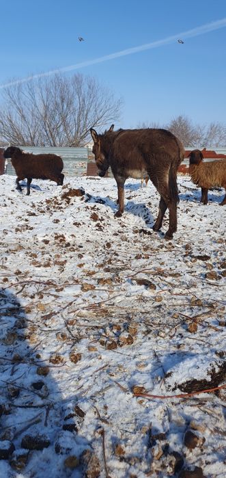 Есек сатамын продам осла