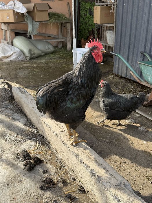 Джерский гиган петух и курочка