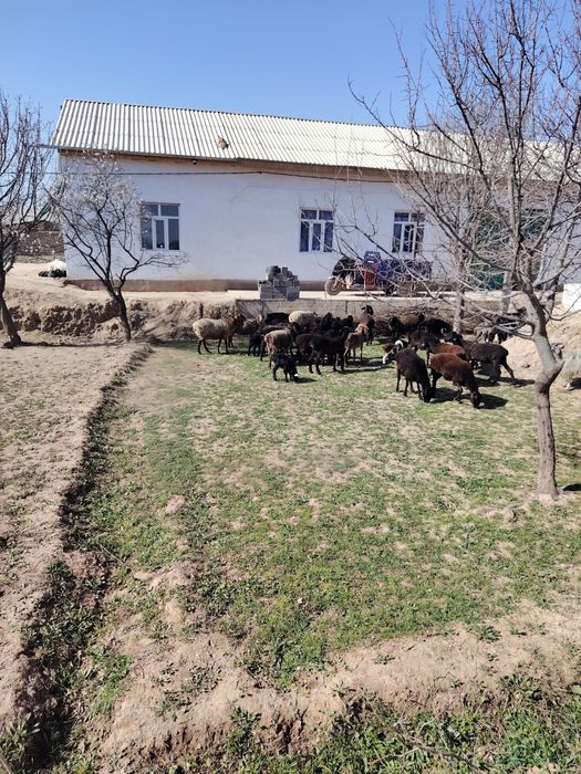Arzzon va sifatl qo'ylar