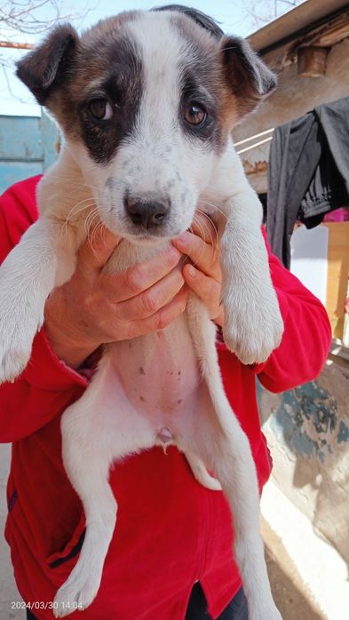 Собачки, девочки